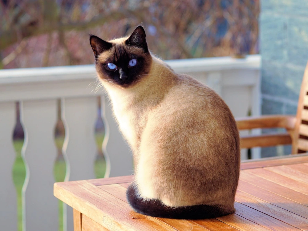 Siamese