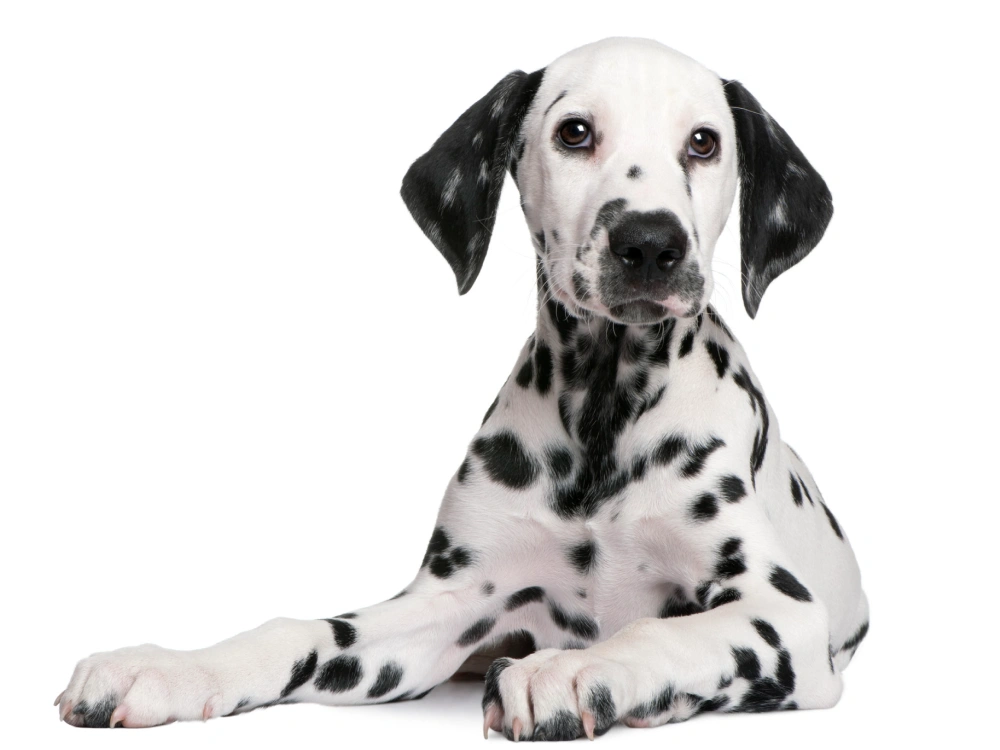 Dalmatian