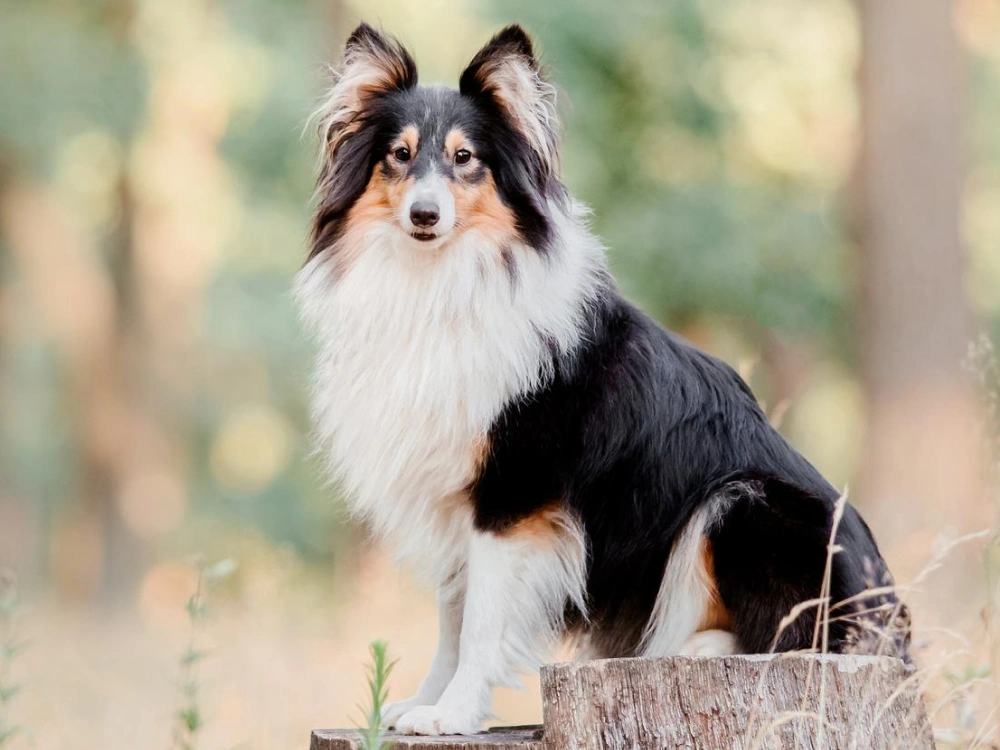 Shetland Sheepdog