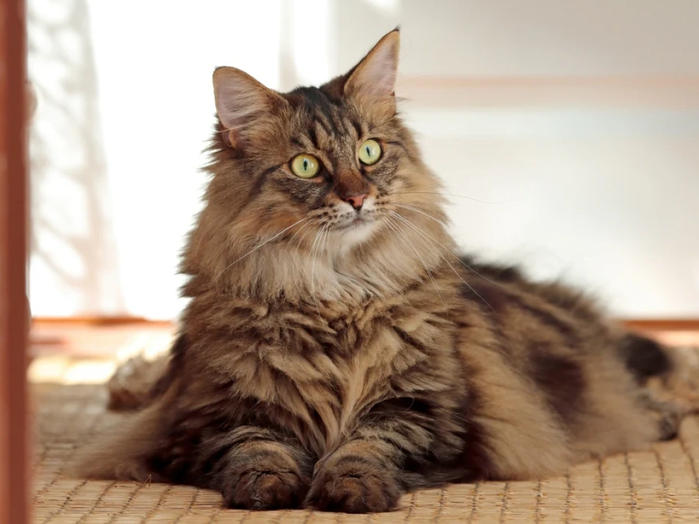 Norwegian Forest Cat