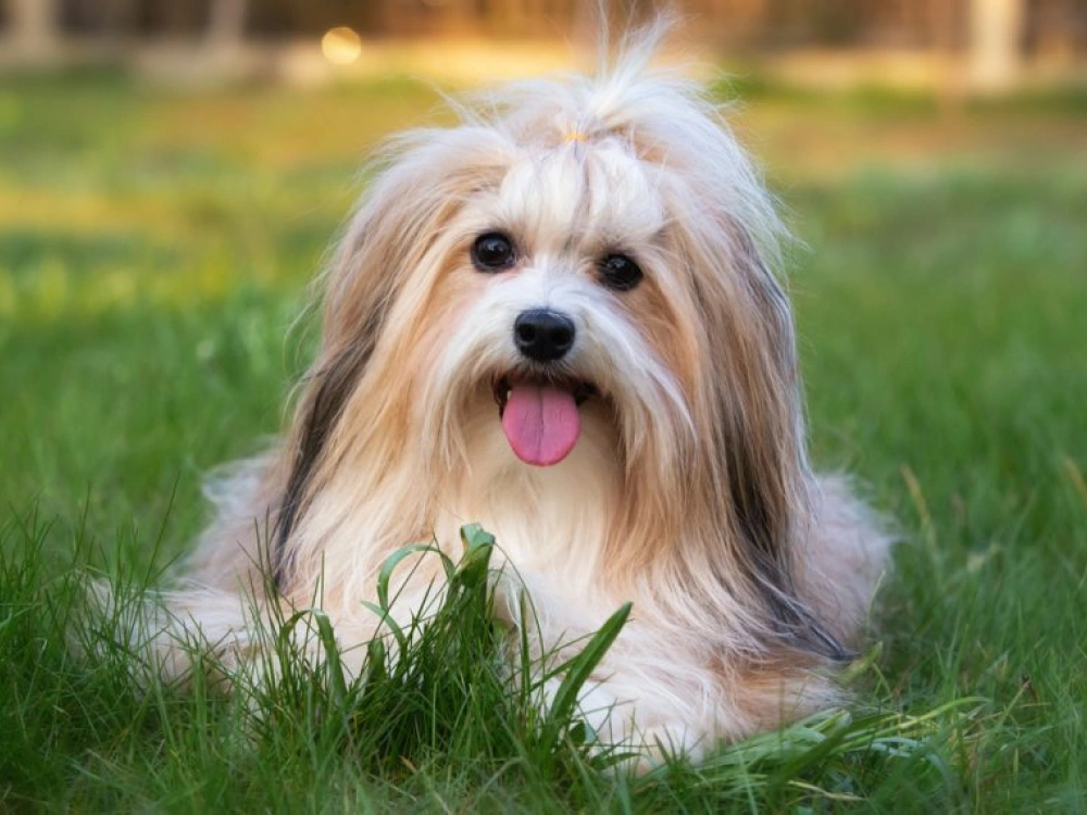 Havanese