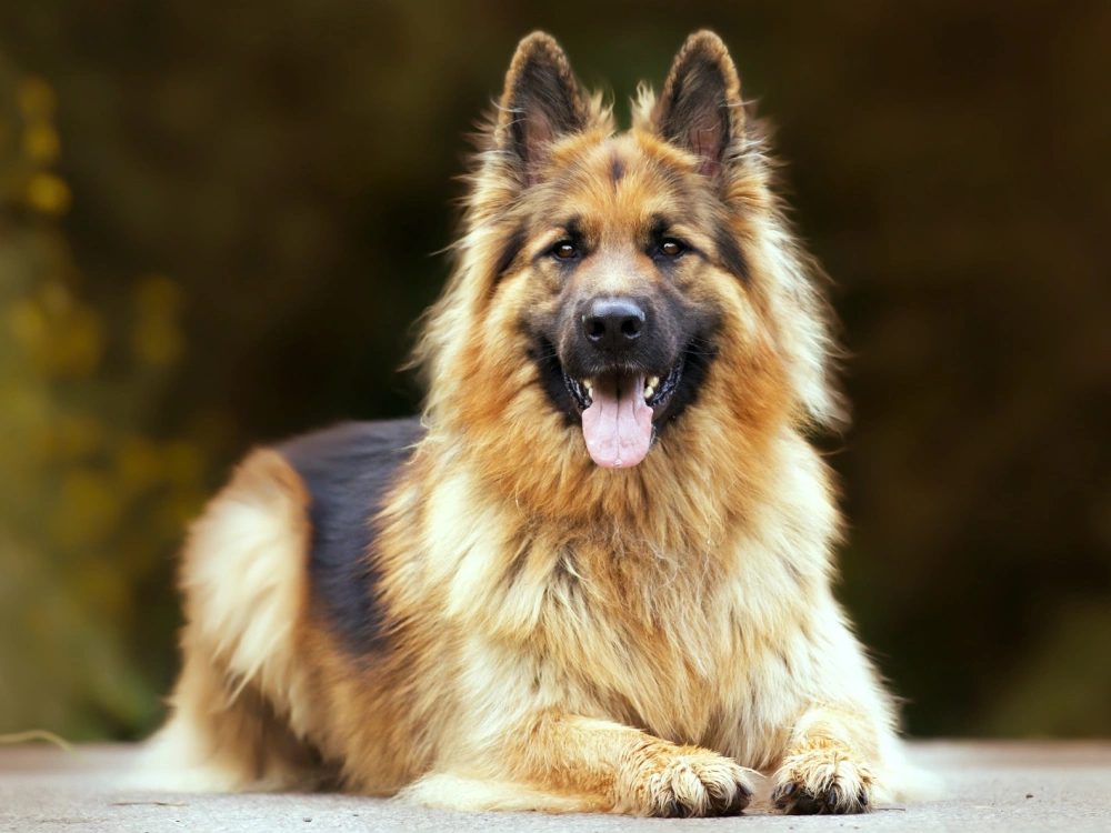 German Shepherd