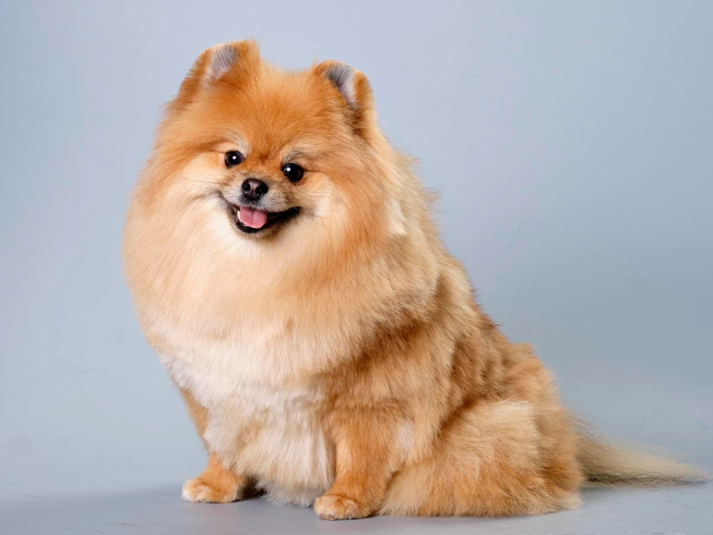 Pomeranian