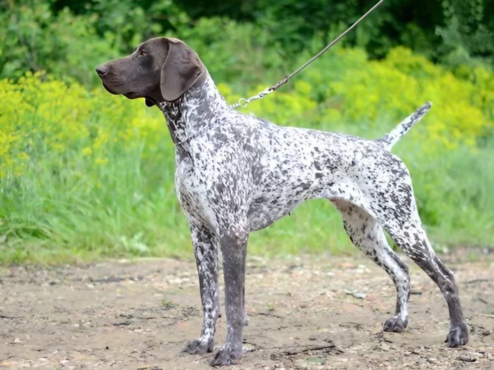 German Shorthaired Pointer