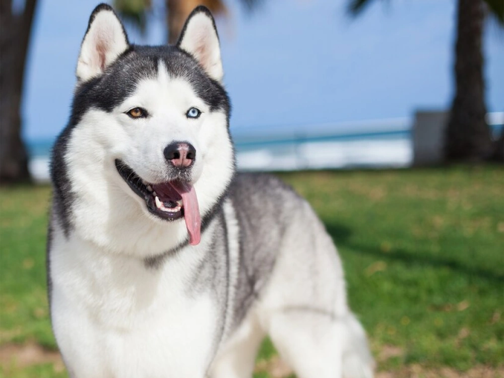 Siberian Husky