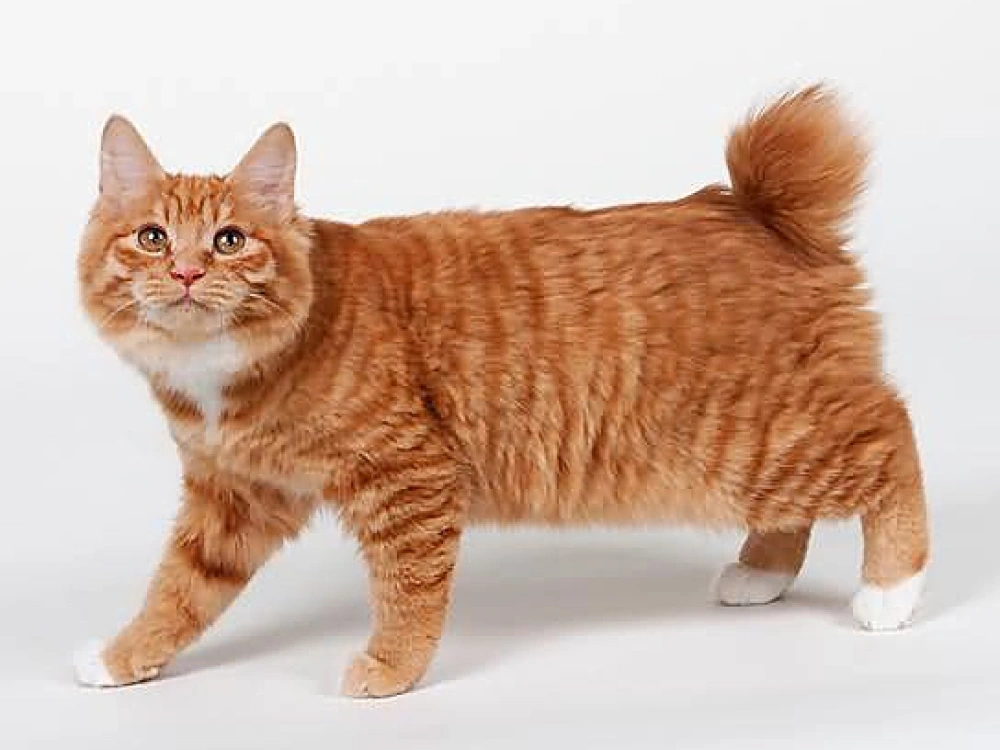 American Bobtail