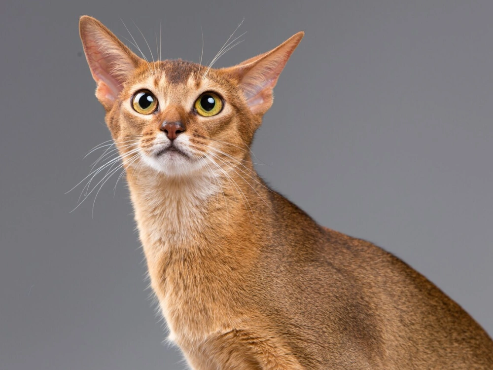 Abyssinian