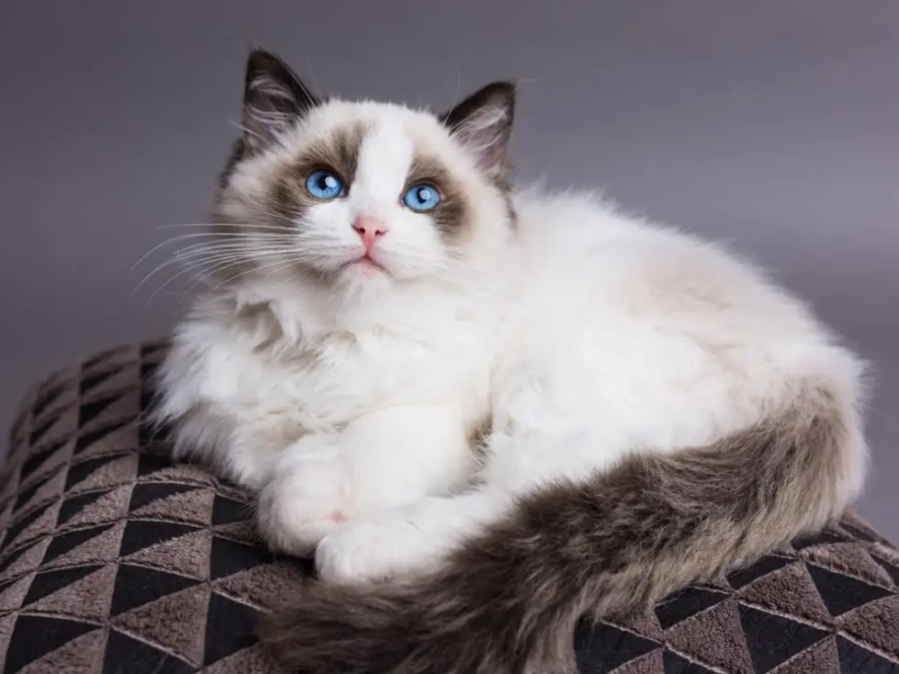 Ragdoll