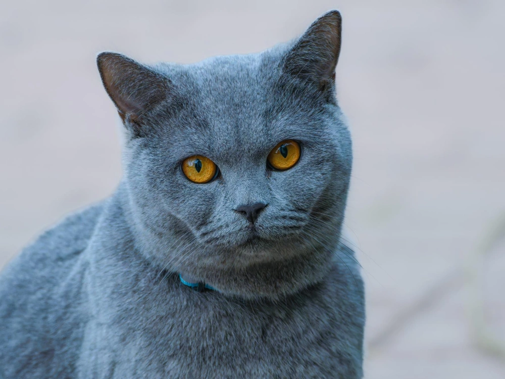 Russian Blue