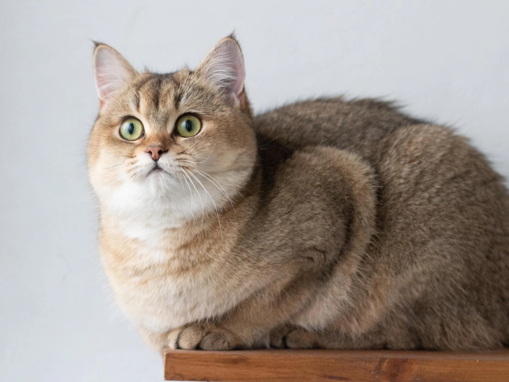 Exotic Shorthair