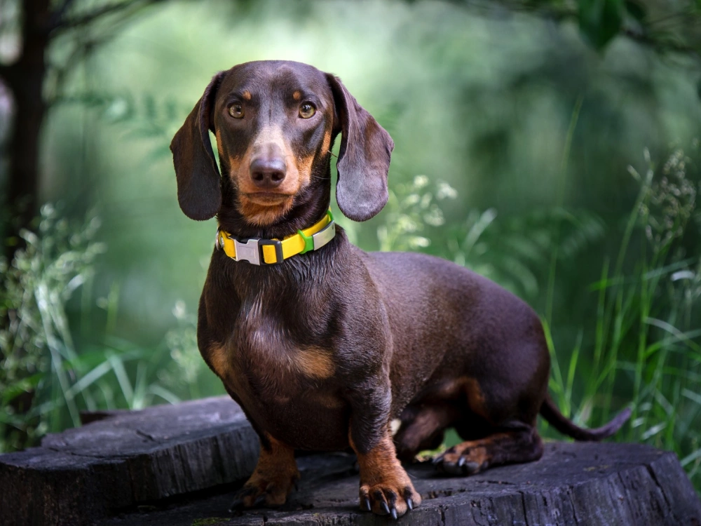 Dachshund