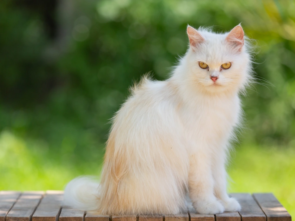 Turkish Angora