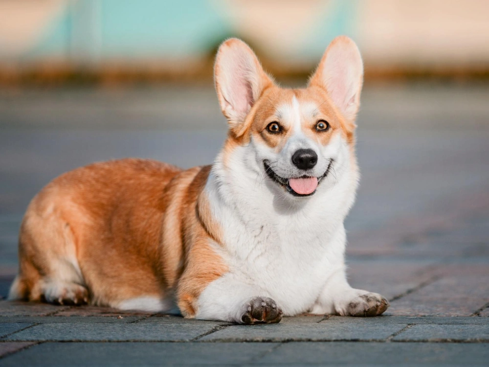 Pembroke Welsh Corgi