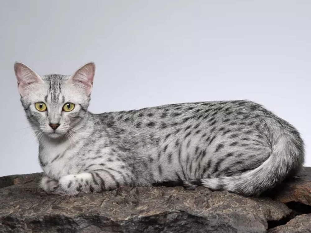 Egyptian Mau