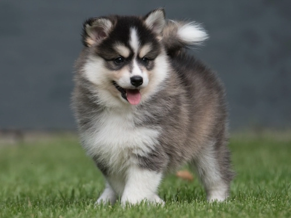 Pomsky