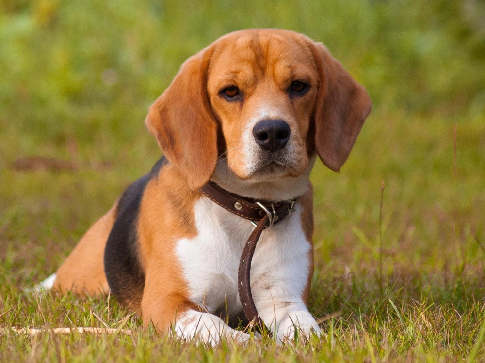 Beagle