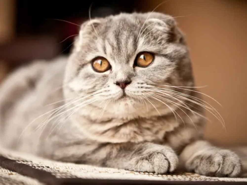 Scottish Fold