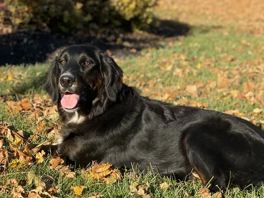 Golden Mountain Dog